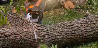 Best Tree Disease Treatment  in Slater, IA
