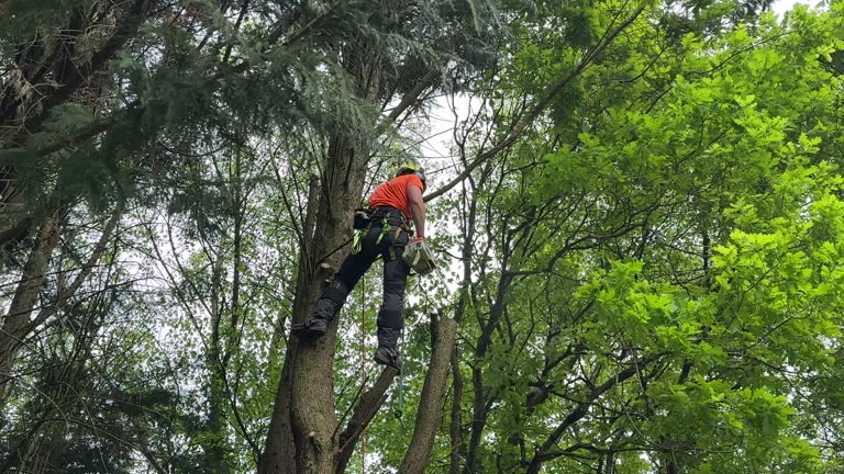 Seasonal Cleanup (Spring/Fall) in Slater, IA