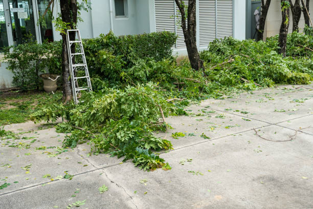 Best Arborist Consultation Services  in Slater, IA